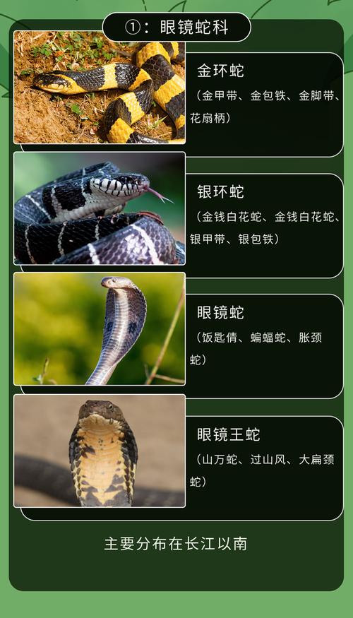 中国50种毒蛇名称及图片