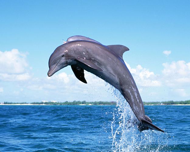 海豚属于什么类型的生物