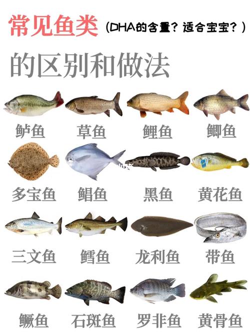福寿鱼和罗非鱼的区别